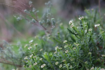 Close-up of flowering plant