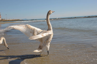 View of birds on beach against sky