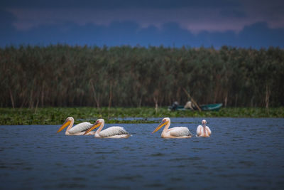 Wild beautiful birds from danube delta, romania. wildlife photography