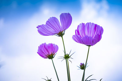 Close-up of purple flowering plant against sky