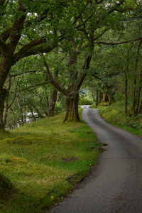 Road amidst trees