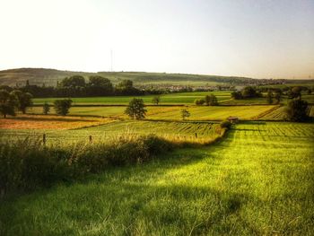 Scenic view of field against clear sky