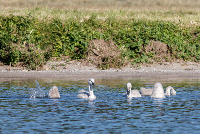 Swans swimming in lake