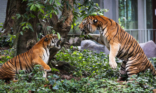 A tiger is seen sitting on the bench in a zoo area in kuala lumpur.