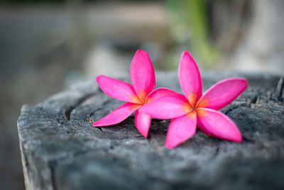 Close-up of pink frangipani on plant