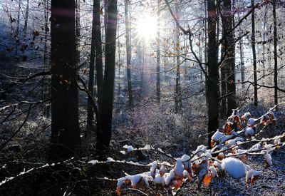 View of trees on sunny day