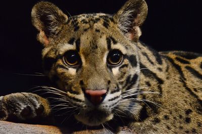 Close-up portrait of cat against black background