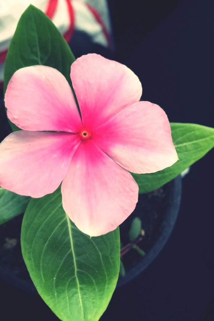 flower, petal, freshness, fragility, flower head, growth, beauty in nature, close-up, leaf, pink color, nature, plant, blooming, focus on foreground, single flower, stamen, in bloom, blossom, bud, pollen