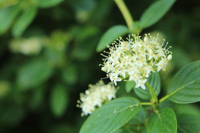 Close-up of flowering plant