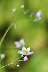 Close-up of pink flowering plant