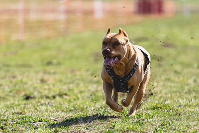 Dog running on field