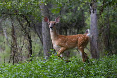 Deer standing in a forest