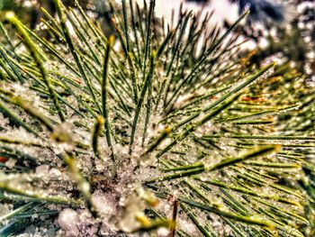 Close-up of plant