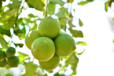 Close-up of fruits hanging on tree