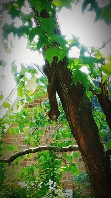 tree, growth, green color, day, leaf, tree trunk, no people, nature, branch, low angle view, outdoors, plant, close-up, beauty in nature, climbing, sky