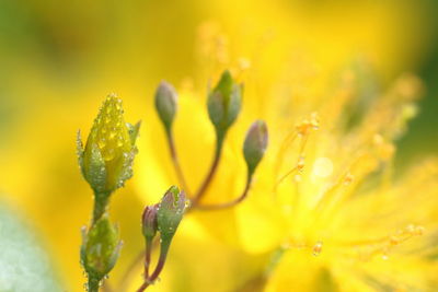 Close-up of yellow flower