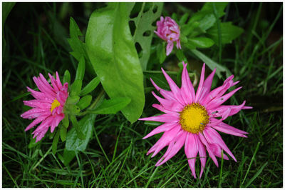 Close-up of pink flowers blooming outdoors