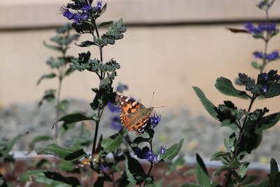 Close-up of butterfly perching on flower