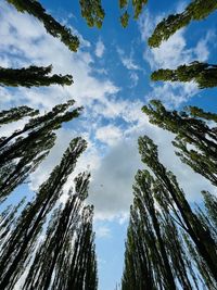 Low angle view of trees against sky