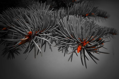 Close-up of pine tree branch during winter