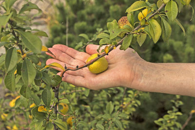 Wild quince. the fruit of a wild-growing quince in the hand of a middle-aged woman.
