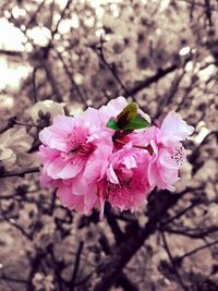 Close-up of pink cherry blossoms blooming on tree