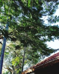 Low angle view of trees against sky