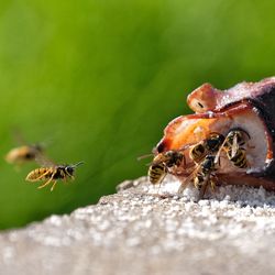 Close-up of bee