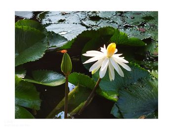 Close-up of lotus water lily in pond