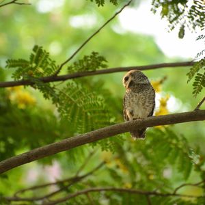 Low angle view of bird perching on branch