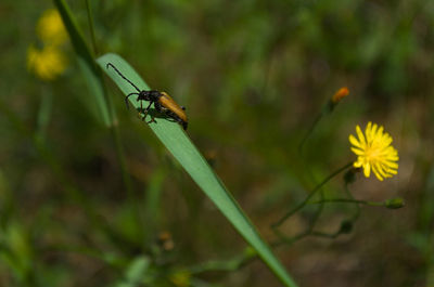 Close-up of insect on flower