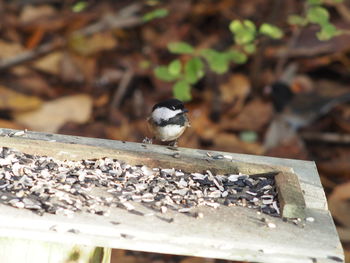 Close-up of bird perching on wood