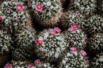 High angle view of pink flowering plants