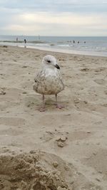 Seagull perching on a beach