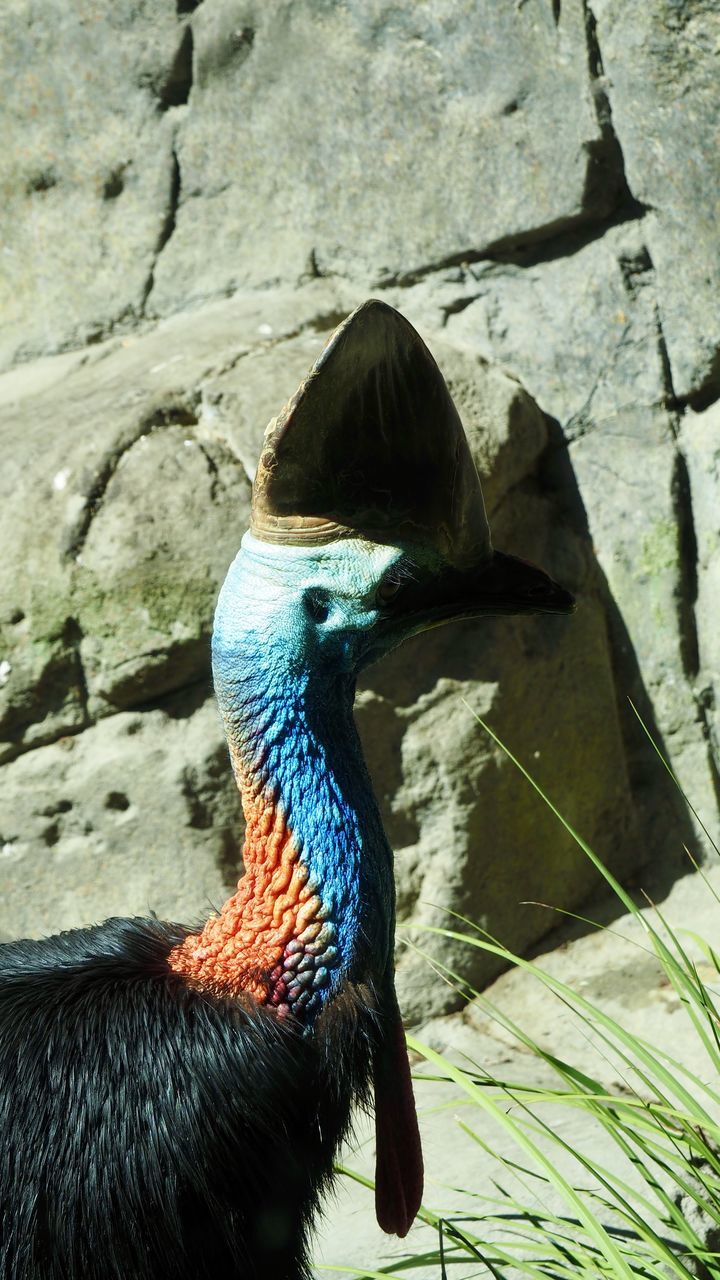 CLOSE-UP OF A BIRD