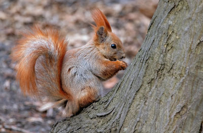 squirrel