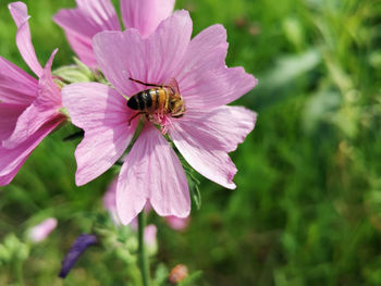 Close-up of bee pollinating on purple flower