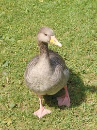 Bird on grass