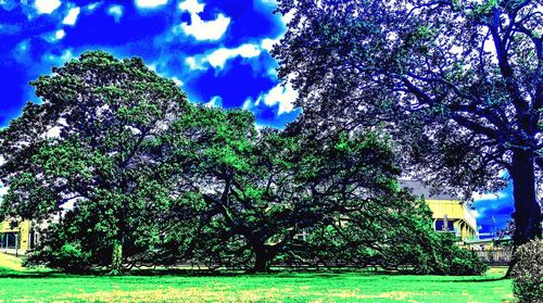 Low angle view of trees against sky