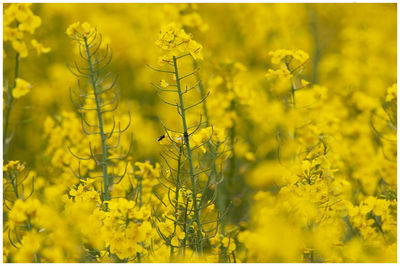 Scenic view of oilseed rape field