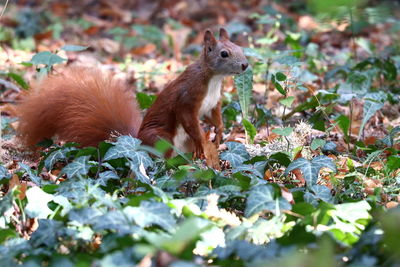 Squirrel on a field