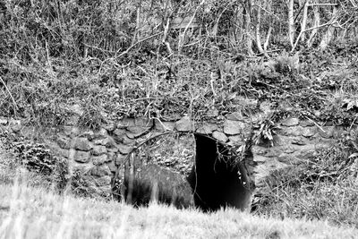 View of an animal on field