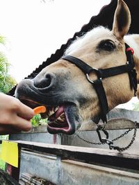 Midsection of person wearing hat