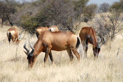 Horses grazing in a field