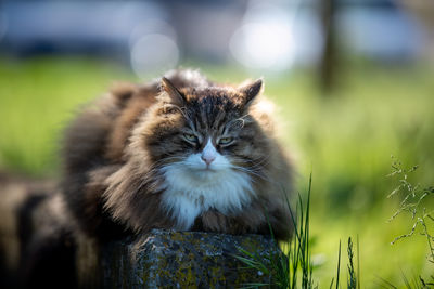 Close-up of cat on field
