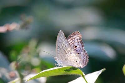 Close-up of butterfly pollinating flower