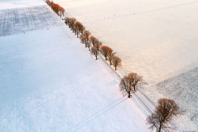 Drone view of a field and alley with trees covered with snow during sunset