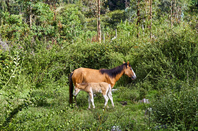 Mother and foal horse grazing together strike a pose in the afternoon sunlight