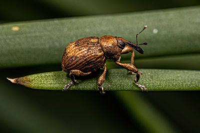 Close-up of insect on leaf