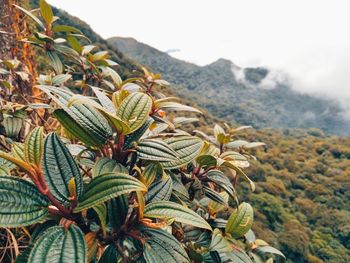 Wild plants from the beautiful mossy forest of mount makiling in los baños laguna philippines.